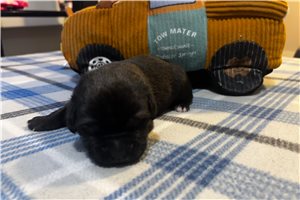 Remi - puppy for sale