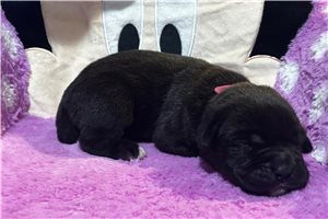 Renea - Cane Corso Mastiff for sale