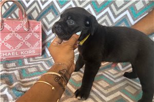 Reagan - Cane Corso Mastiff for sale