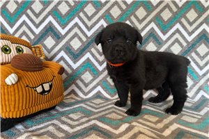 Rene - Cane Corso Mastiff for sale