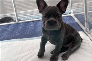 Franklin - French Bulldog for sale
