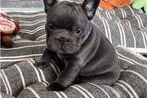 Franklin - French Bulldog for sale
