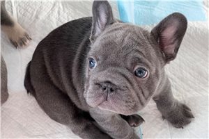 Freda - French Bulldog for sale