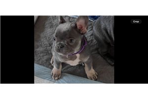Friday - French Bulldog for sale
