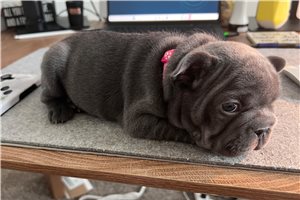 Freda - French Bulldog for sale