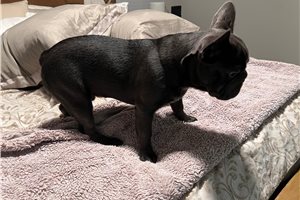Franklin - French Bulldog for sale