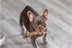 Fran - French Bulldog for sale