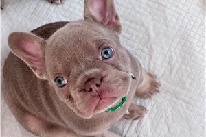 Fran - French Bulldog for sale