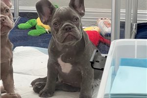 Frisco - French Bulldog for sale