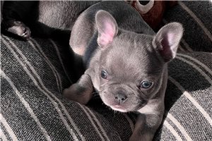 Friday - French Bulldog for sale