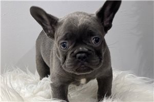 Eagle | Puppies For Sale at Pawrade