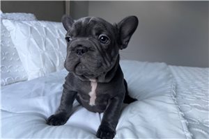 Freda - French Bulldog for sale