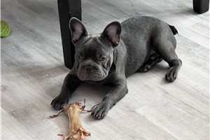 Franklin - French Bulldog for sale