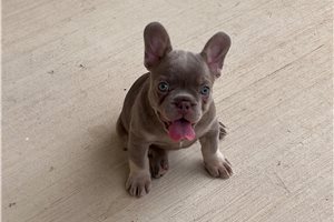 Fran - French Bulldog for sale