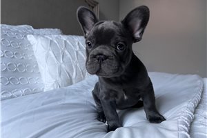 Franklin - French Bulldog for sale