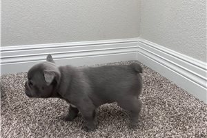 Frisco - puppy for sale