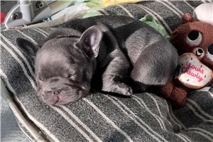 Franklin - French Bulldog for sale