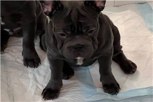 Freda - French Bulldog for sale