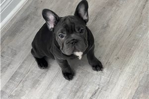Freda - French Bulldog for sale