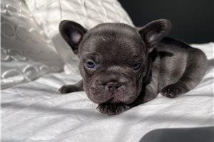 Franklin - puppy for sale