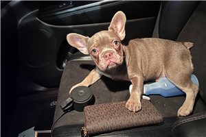 Fran - French Bulldog for sale