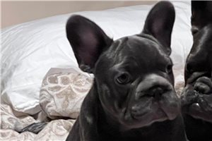 Franklin - French Bulldog for sale
