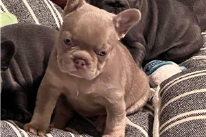 Fran - French Bulldog for sale