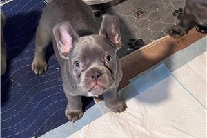 Frisco - French Bulldog for sale