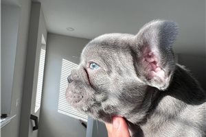 Frisco - French Bulldog for sale