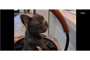 Franklin - French Bulldog for sale