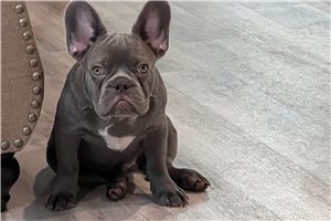 Frisco - puppy for sale
