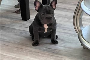 Freda - French Bulldog for sale