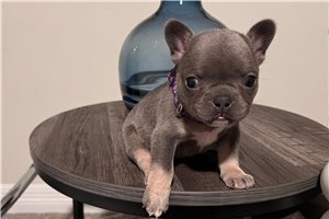 Friday - puppy for sale