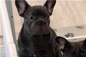 Franklin - French Bulldog for sale