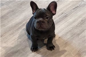 Franklin - French Bulldog for sale