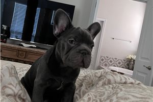 Franklin - French Bulldog for sale