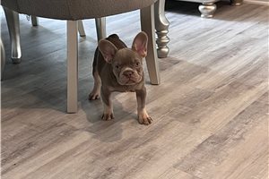 Fran - French Bulldog for sale