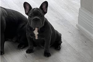 Freda - French Bulldog for sale