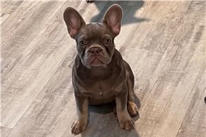 Fran - French Bulldog for sale