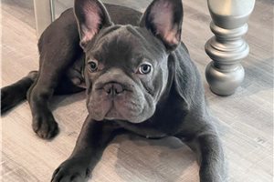 Franklin - French Bulldog for sale