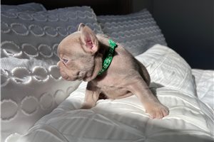 Fran - puppy for sale