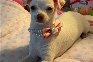 Mallory - Chihuahua for sale