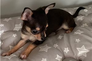 Genesis - puppy for sale