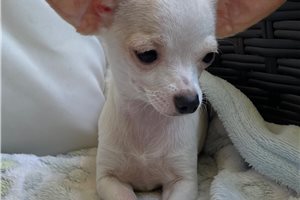 Mario - Chihuahua for sale