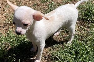 Mario - puppy for sale