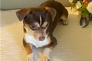 Carter - Chihuahua for sale