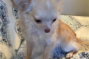 Grace - Chihuahua for sale