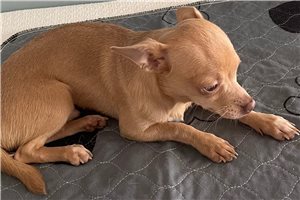 Stark - puppy for sale