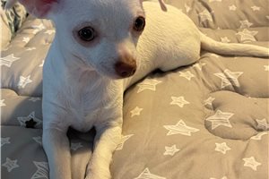 Mallory - Chihuahua for sale