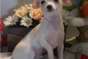 Mario - Chihuahua for sale